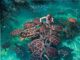 Guests swimming with turtles
