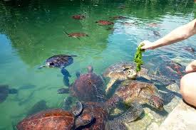 Feeding turtles with seaweed